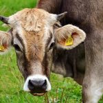 Industrialists will now be able to adopt cow sanctuaries alexas_fotos-cow-2788835_640
